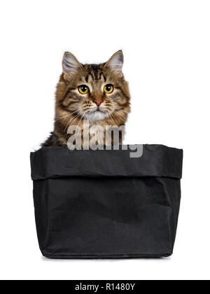 Adorable black tabby Siberian cat kitten sitting in black paper bag, looking straight ahead beside camera. Isolated on white background. Stock Photo