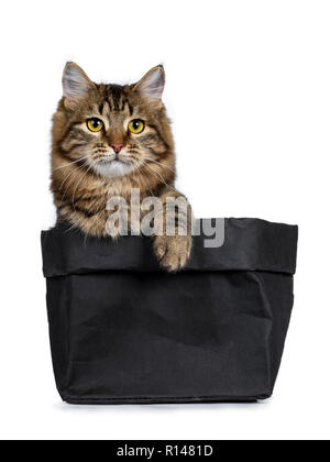 Adorable black tabby Siberian cat kitten sitting in black paper bag with one paw on the edge of the bag, looking beside camera. Isolated on white back Stock Photo
