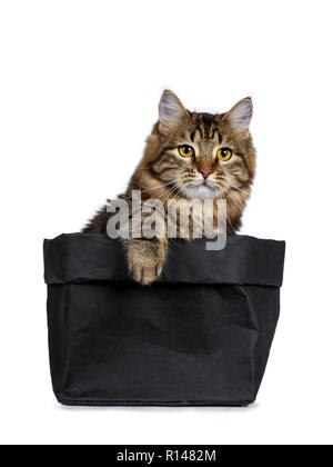 Adorable black tabby Siberian cat kitten sitting in black paper bag with one paw on the edge of the bag, looking focussed ahead beside camera. Isolate Stock Photo