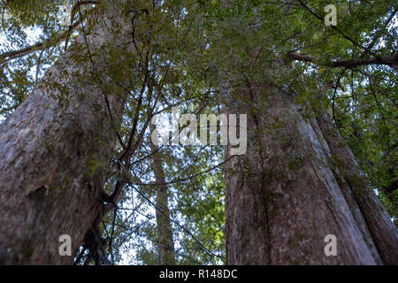 Looking up at the impressive trunks of New Zealand native trees Stock Photo