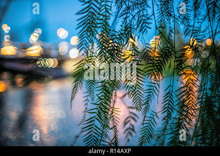 Tree leaves by the Guadalquivir river, Seville, Spain Stock Photo