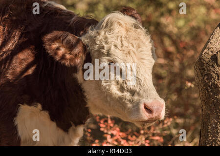 Close up profile of Hereford calf in woods grazing on a sunny autumnal day in New England Stock Photo