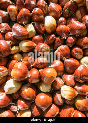 Freshly collected fallen sweet chestnuts from a tree in an English garden in October in UK Stock Photo