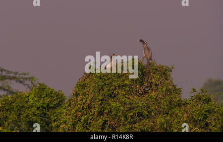 Bharatpur Bird sanctuary,Grey ,Malabar, hornbill,in flight,other, left ...