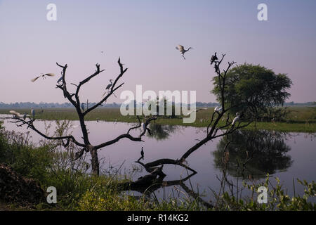 Bharatpur Bird Sanctuary,great egret,chormorant,colony,at waterpool,Rajasthan,India. Stock Photo