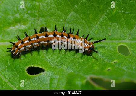 Variegated Fritillary, Euptoieta claudia, caterpillar on passionvine, Passiflora sp. Stock Photo