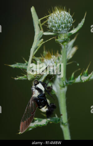 Carolina Mantis, Stagmomantis carolina, consuming a Snowberry Clearwing, Hemaris diffinis, on thistle, Cirsium sp.