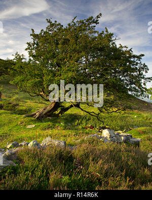 Weatherbeaten old tree in North Wales in spring Stock Photo