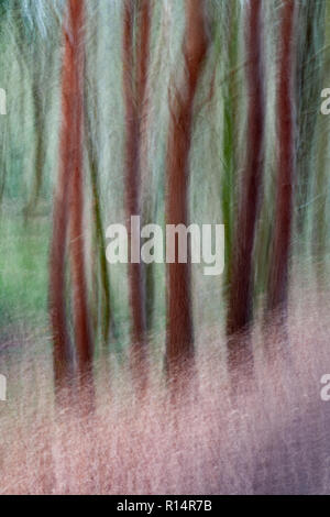 Tree trunks blurred by vertical camera panning Stock Photo