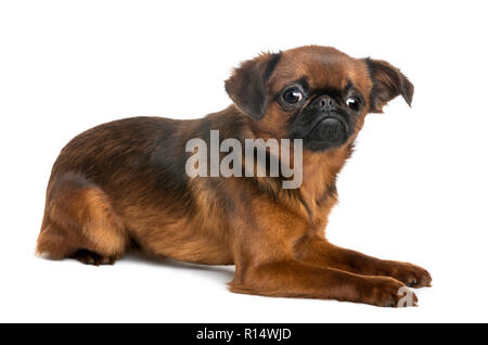 petit-brabancon-lying-and-