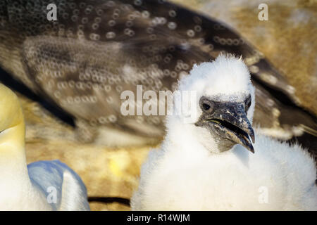 Chick of Gannet bird in the Bonaventure Island, near Perce, at the tip of Gaspe Peninsula, Quebec, Canada Stock Photo