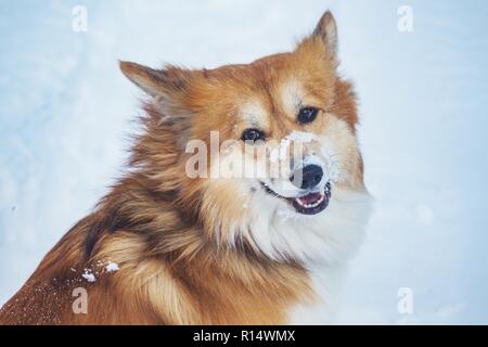 corgi fluffy dog at the outdoor. close up portrait at the snow. walking in winter Stock Photo