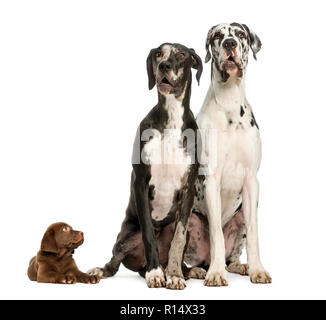 Two Great Danes sitting and looking away and puppy chocolate labrador staring at them, isolated on white Stock Photo