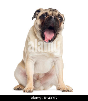 Pug, sitting, yawning, 1 year old, isolated on white Stock Photo