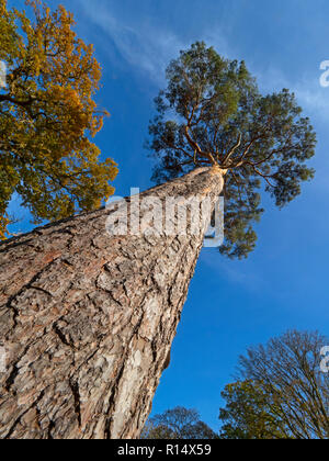 Scots Pines Pinus sylvestris trunk and bark Norfolk Stock Photo