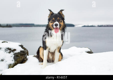 A tricoloured border collie sat in snow in front of a large lake on a cold winters afternoon. Stock Photo