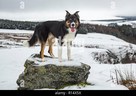 A tricoloured border collie stood on a rock surrounded by countryside covered in snow. Stock Photo