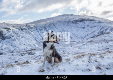 A tricoloured border collie surrounded by snow covered mountains, looking away from the camera as if searching the landscape for something. Stock Photo
