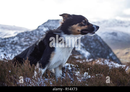 A tricoloured border collie sat on a rock out crop covered in snow and A tricoloured border collie sat on a rock out crop covered in snow and heather Stock Photo
