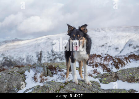 A tricoloured border collie surrounded by snow covered mountains, looking staring straight at the camera happy to be out in winter conditions. Stock Photo