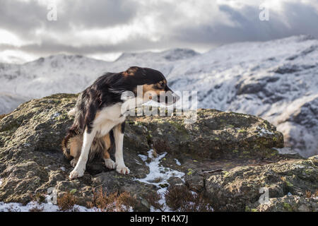 A tricoloured border collie surrounded by snow covered mountains, looking away from the camera as if searching the landscape for something. Stock Photo