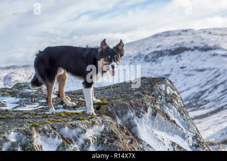 A tricoloured border collie surrounded by snow covered mountains, looking staring straight at the camera whilst being blown by a strong wind. Stock Photo