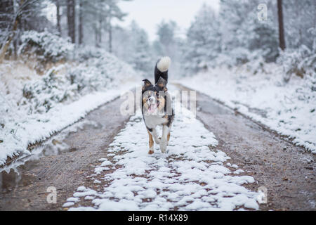 A tricoloured border collie running down the middle of a forest track covered in snow on a cold winters day. Stock Photo