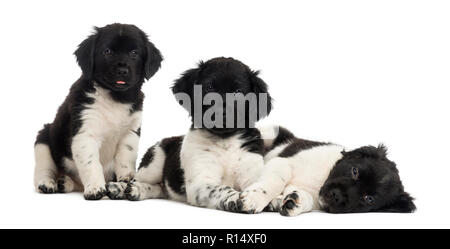 Group of Stabyhoun puppies in a row, isolated on white Stock Photo - Alamy