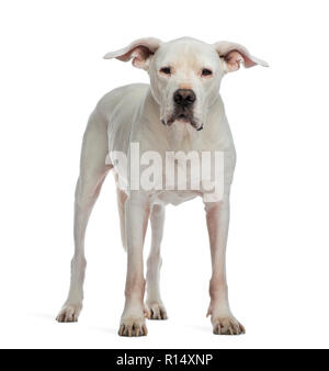 Dogo Argentino Stand Isolated on Black Background. Front View Stock Image -  Image of alarm, friend: 143788017