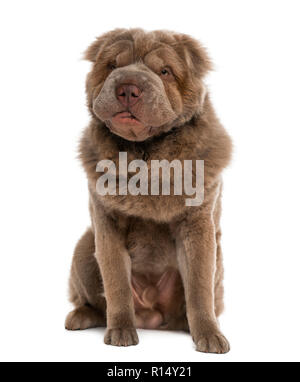 Long hair sales shar pei puppy