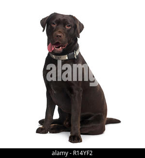 1 year old Chocolate Labrador with her tongue out Stock Photo - Alamy