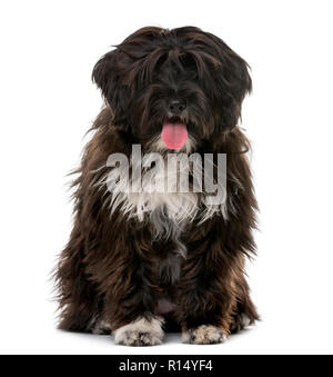 Tibetan Terrier puppy (5 months old) in front of a white background Stock Photo