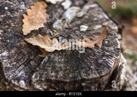Close-up view of fallen oak leaves on the old stump, autumn background Stock Photo