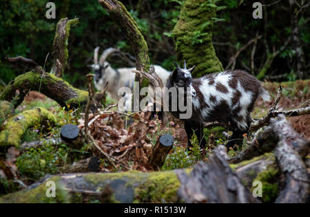 Wild Goats in Snowdonia Stock Photo