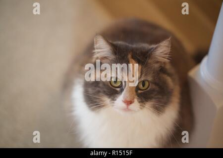 Dusky, Cat's Eyes Looking Into Camera Lens Stock Photo