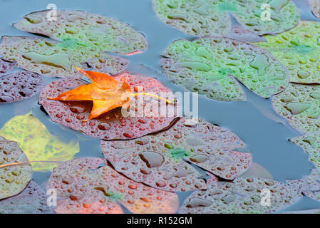 autumn leaf on waterlily leaves Stock Photo