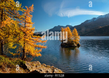 Silsersee mit Laerchen im Herbst, Oberengadin, Kanton Graubuenden, Schweiz, Europa