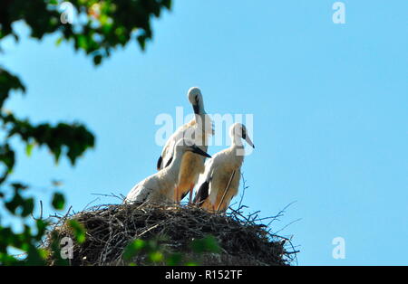 Young white storks, Bavaria, Germany, Ciconia ciconia Stock Photo