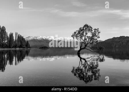 That Wanaka tree B&W Stock Photo