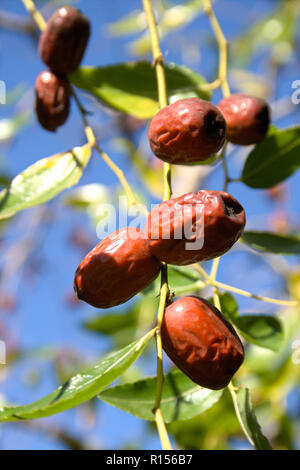 Wild jujube fruit or drupe Latin ziziphus jujuba ripening on a bush or tree Stock Photo