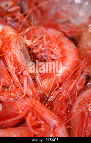 Fresh red shrimps or scarlet shrimps in a fish market, close up Stock Photo