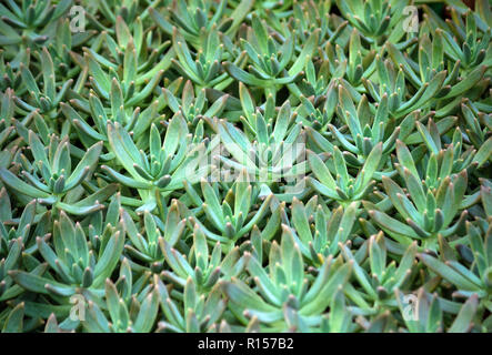 sedum succulent plant with pale blue green, thick and fleshy leaves, many plants growing in the garden, leaves occupy the whole picture, oblong plump Stock Photo