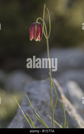 Mountain Fritillary, Fritillaria montana in flower in the Dinaric Alps, Croatia. Stock Photo