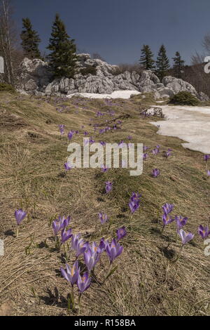 Spring crocus, Crocus vernus, en masse at the snowline in mountain grassland, Velebit Mountains, Croatia. Stock Photo
