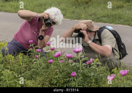 Photographing Common peony, Paeonia officinalis, in full flower on limestone grassland, central Croatia. Stock Photo