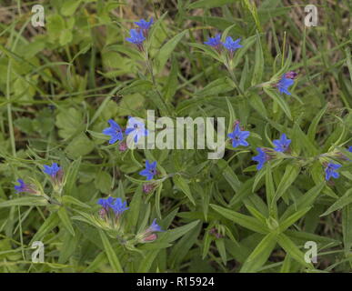 Purple gromwell, Lithospermum purpurocaeruleum,  in flower in grassland. Rare in UK. Stock Photo