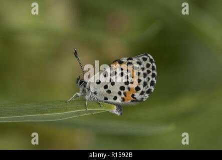 Chequered Blue, Scolitantides orion settled on leaf in limestone grassland, Croatia. Stock Photo