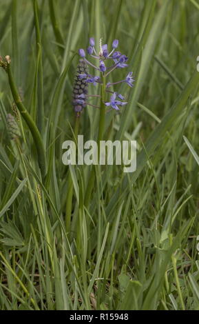 Amethyst meadow squill, Scilla litardierei, in flower in damp meadow, Croatia. Stock Photo