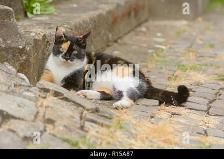 A colorful cat lies on a sandstone staircase Stock Photo