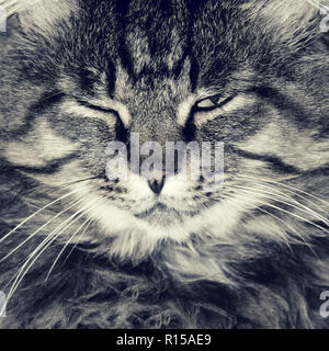 angry striped cat or kitten indoors. photo Stock Photo